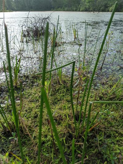 Eleocharis equisetoides, photographed by Alison Northup