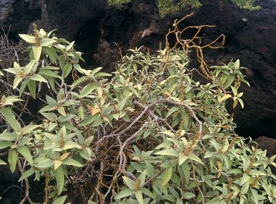 Croton scouleri, photographed by Julien Renoult
