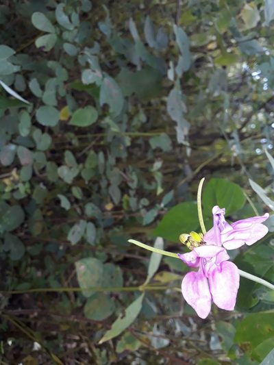 Vigna halophila, photographed by Paulo Nogueira