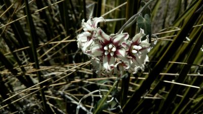 Funastrum torreyi, photographed by Leticia Jiménez Hernández