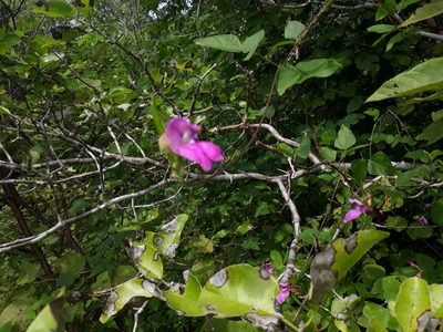 Vigna halophila, photographed by Paulo Nogueira