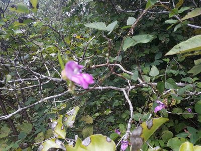Vigna halophila, photographed by Paulo Nogueira