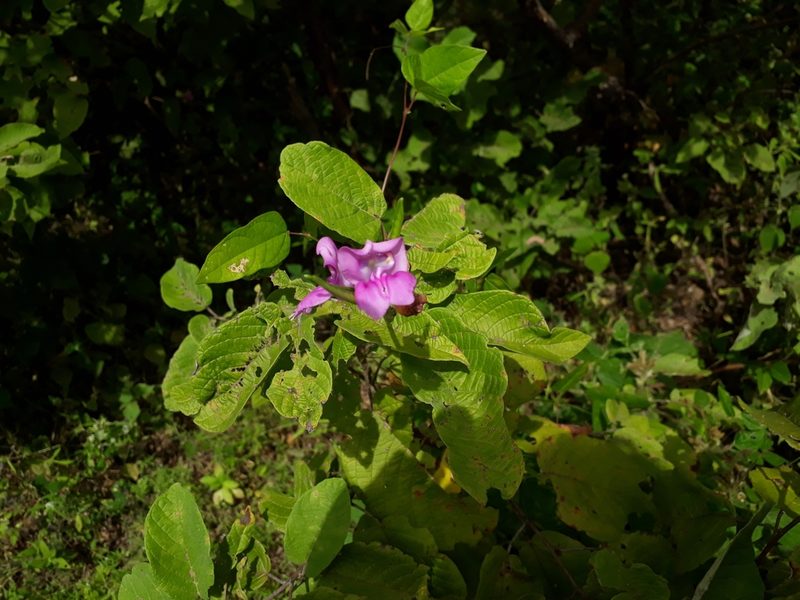 Vigna halophila, photographed by Paulo Nogueira