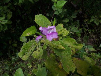 Vigna halophila, photographed by Paulo Nogueira