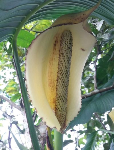 Monstera adansonii, photographed by Roger A. Morales-Flores