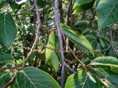 Lyonia ovalifolia, photographed by Ramnarayan K