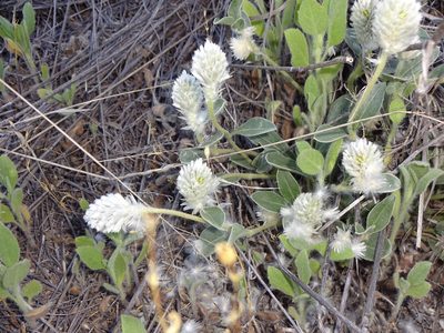 Gomphrena caespitosa, photographed by Andrew Tree