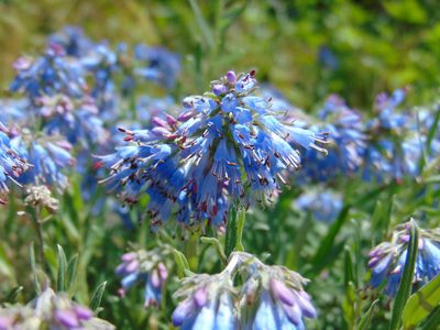 Moltkia petraea, photographed by viridian
