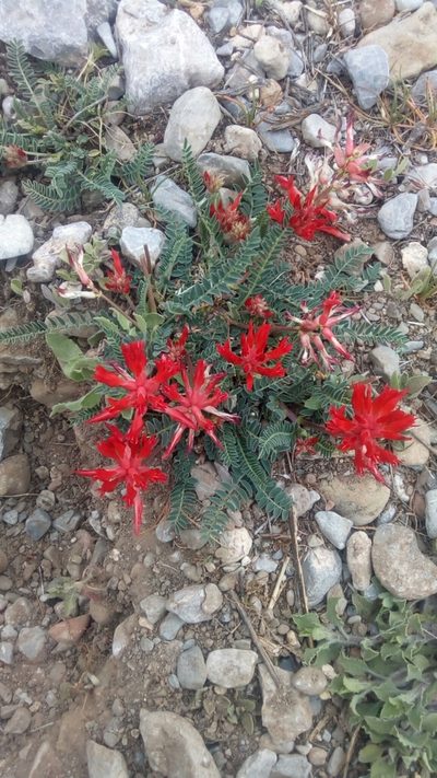 Astragalus sanguineus, photographed by Leticia Jiménez Hernández