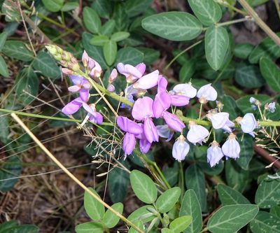 Desmodium batocaulon, photographed by Andrew Tree