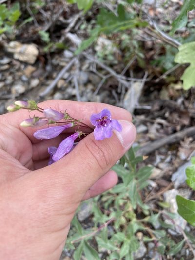 Penstemon platyphyllus, photographed by Grant Chovil