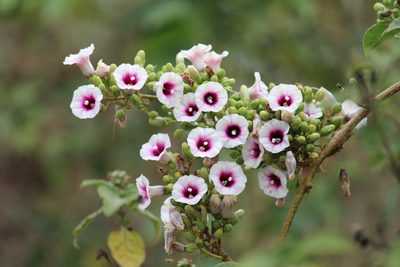 Ipomoea staphylina, photographed by Haneesh K M
