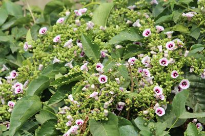 Ipomoea staphylina, photographed by Haneesh K M