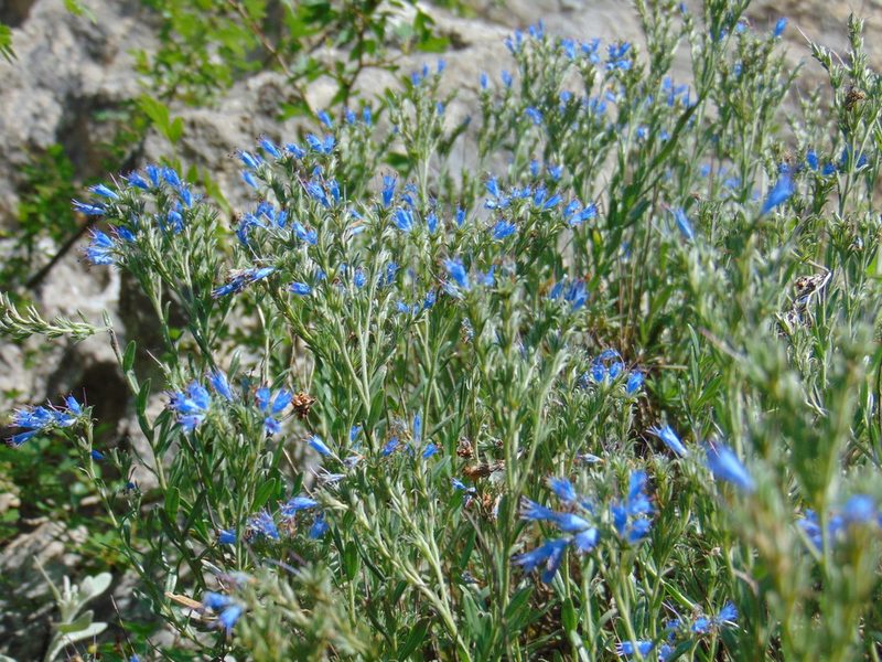 Moltkia petraea, photographed by viridian