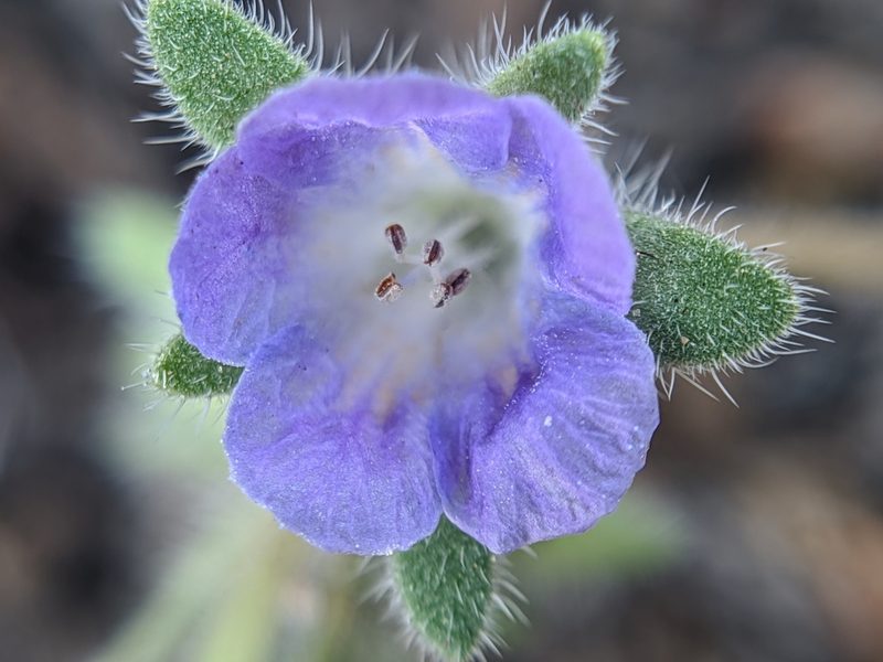 Phacelia curvipes, photographed by Alex Heyman