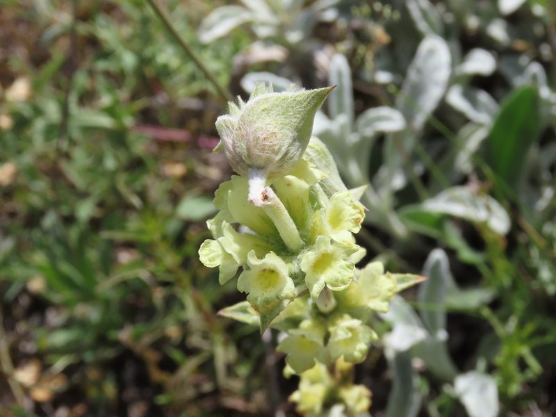 Sideritis italica, photographed by Emanuele Santarelli