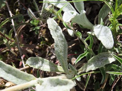 Sideritis italica, photographed by Emanuele Santarelli