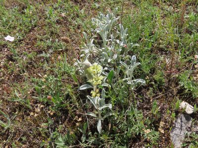 Sideritis italica, photographed by Emanuele Santarelli
