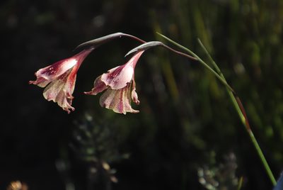 Gladiolus maculatus, photographed by Tony Rebelo