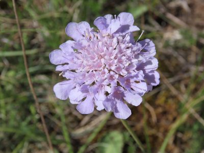 Scabiosa triandra, photographed by Emanuele Santarelli