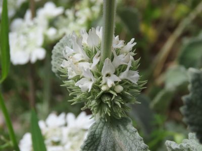 Marrubium incanum, photographed by Emanuele Santarelli