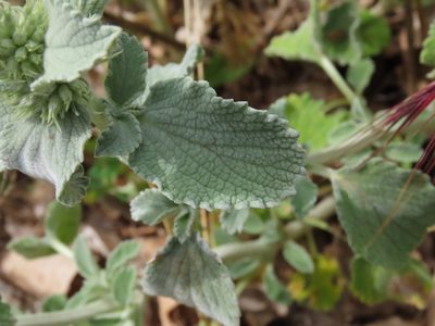Marrubium incanum, photographed by Emanuele Santarelli