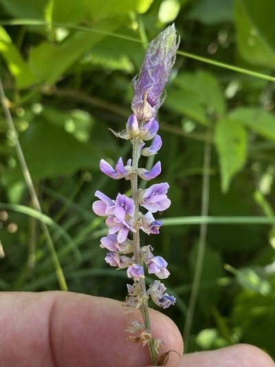 Orbexilum psoralioides, photographed by Alan Weakley