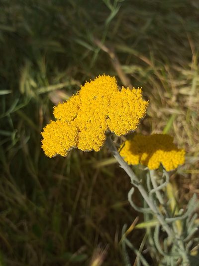 Achillea coarctata, photographed by Tursaka