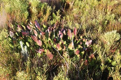 Villarsia goldblattiana, photographed by Tony Rebelo