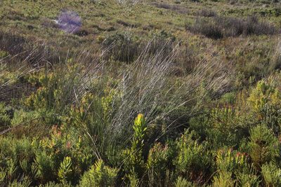 Neesenbeckia punctoria, photographed by Tony Rebelo