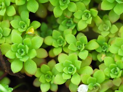 Sedum glaucophyllum, photographed by Clay Gibbons