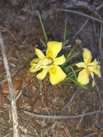 Moraea tricolor, photographed by Brian du Preez
