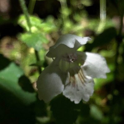 Synandra hispidula, photographed by Christopher Zacharias