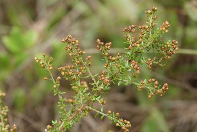 Lechea divaricata, photographed by Claire Herzog