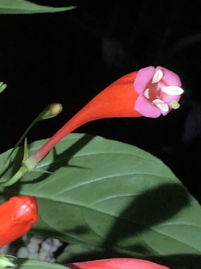Manettia cordifolia, photographed by Jared Shorma