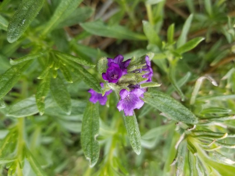 Nama lobbii, photographed by Jonathan Curley
