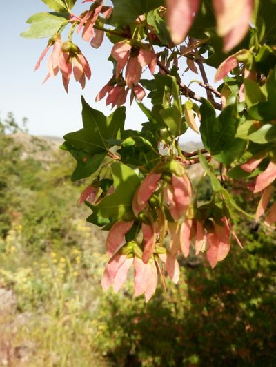 Acer sempervirens, photographed by Mattia Aaron Miroddi