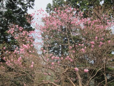 Rhododendron pentaphyllum, photographed by Marco Mussita
