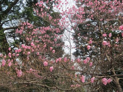 Rhododendron pentaphyllum, photographed by Marco Mussita