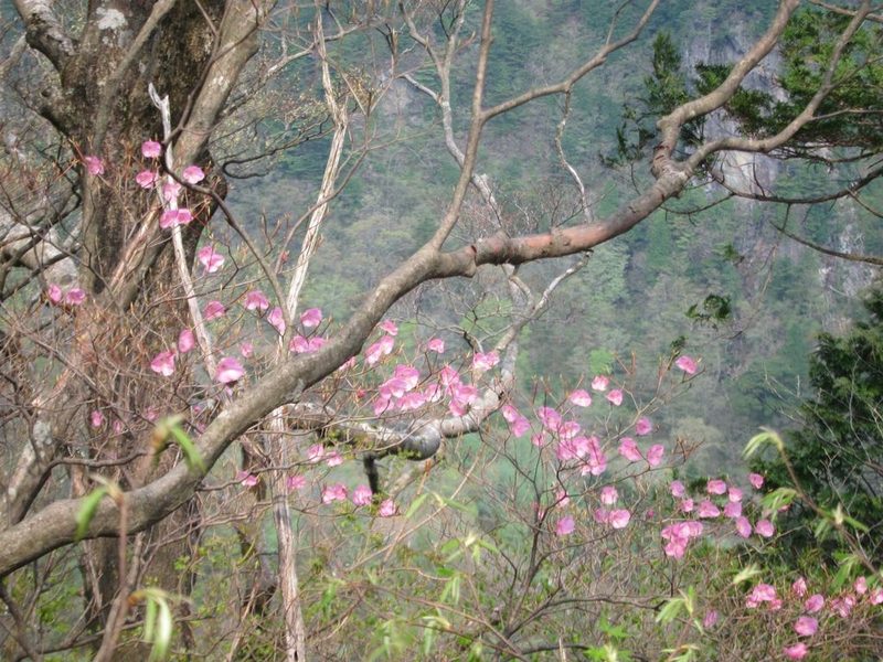 Rhododendron pentaphyllum, photographed by Marco Mussita