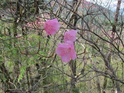 Rhododendron pentaphyllum, photographed by Marco Mussita