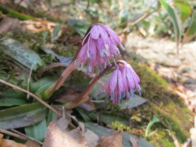 Helonias orientalis, photographed by Marco Mussita