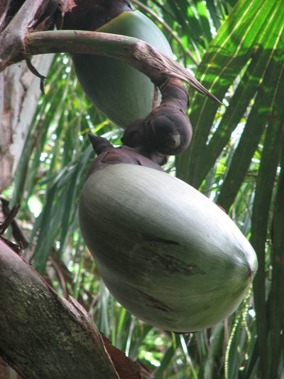 Lodoicea maldivica, photographed by desertnaturalist