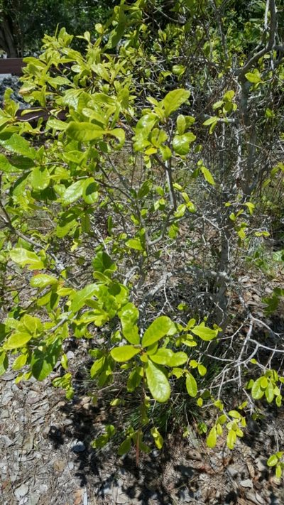 Pisonia rotundata, photographed by Riley Pollom