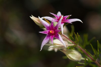 Boronia lanuginosa, photographed by Kym Nicolson