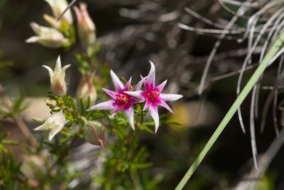 Boronia lanuginosa, photographed by Kym Nicolson