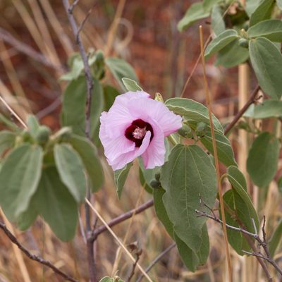 Gossypium australe, photographed by Kym Nicolson