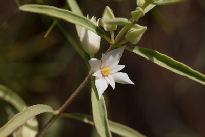 Boronia grandisepala, photographed by Kym Nicolson