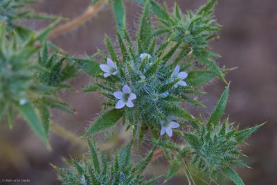 Navarretia mellita, photographed by Ken-ichi Ueda