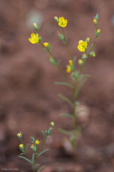 Linum breweri, photographed by Ken-ichi Ueda
